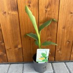 Banánovník japonský (Musa Basjoo) - výška 20-30 cm, kont. P11